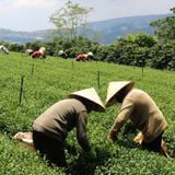  Trà Oolong Hương Sơn Trà - Túi 250g 