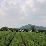  Trà Oolong Hương Dành Dành - Túi 500g 