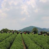  Trà Oolong Hương Sơn Trà - Túi 500g 