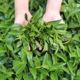  Trà Oolong Hương Sơn Trà - Túi 250g 