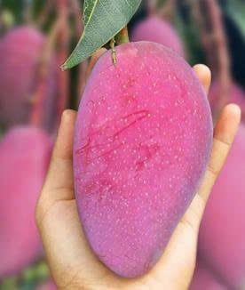 FR.L- Taiwan Purple Mango (Xoài tím Đài Loan) -ĐN