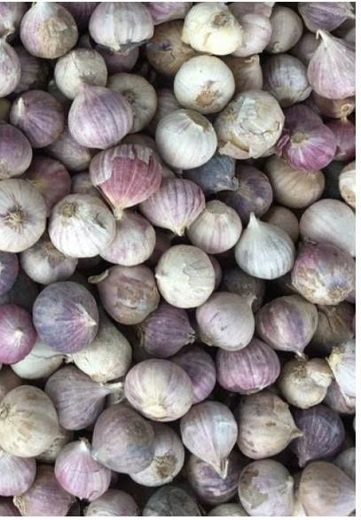 VE.R- Fresh Garlic (Tỏi cô đơn) -ĐN
