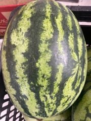FR.L-Trái cây. Fresh Watermelon (Dưa hấu rằn) -ĐN ecp