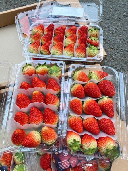 FR.I-Trái cây. Fresh Korean Strawberry (Dâu tây Hàn Quốc) 330g -ĐN