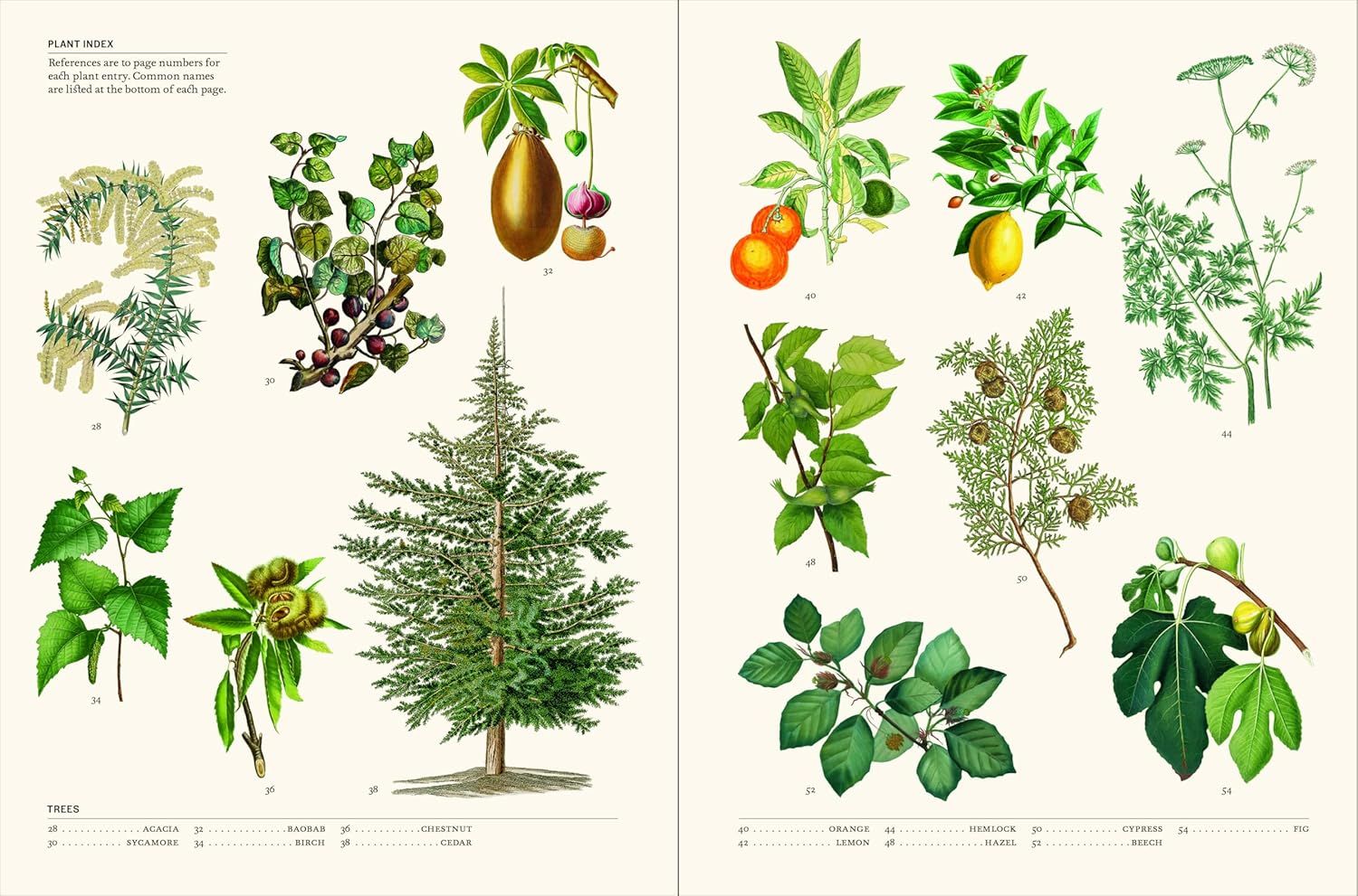  Thames Hudson The Secret Language of Plants Art, Nature Symbolism anglais. 