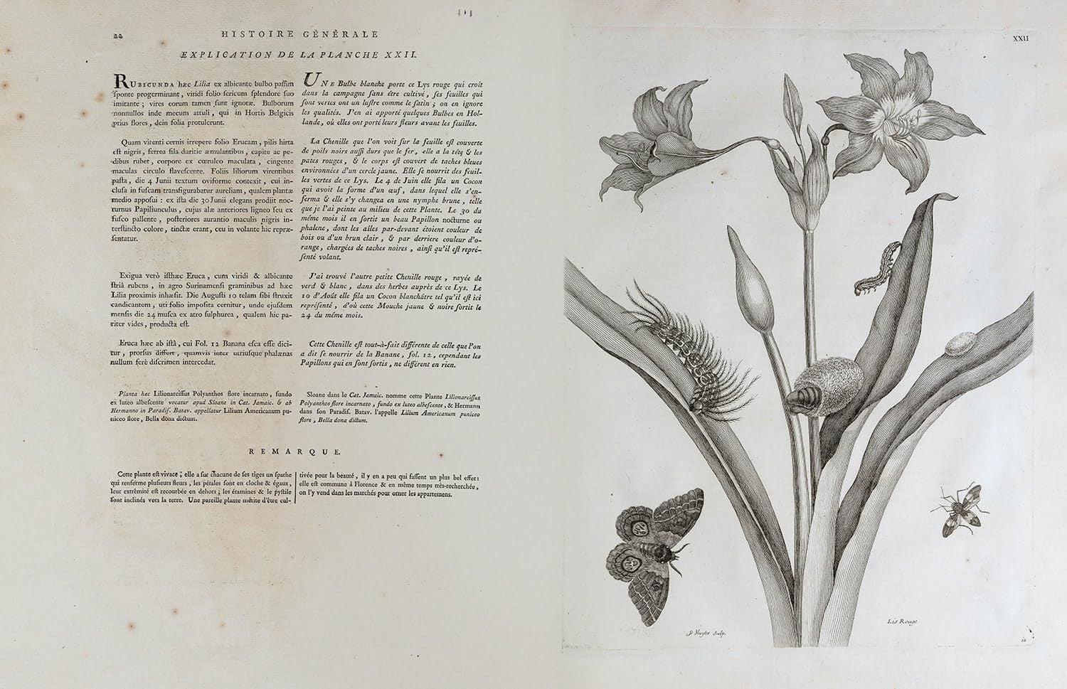  Flowers: From the Renaissance to Artificial Intelligence 