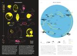  Phenomena: An Infographic Guide to Almost Everything 