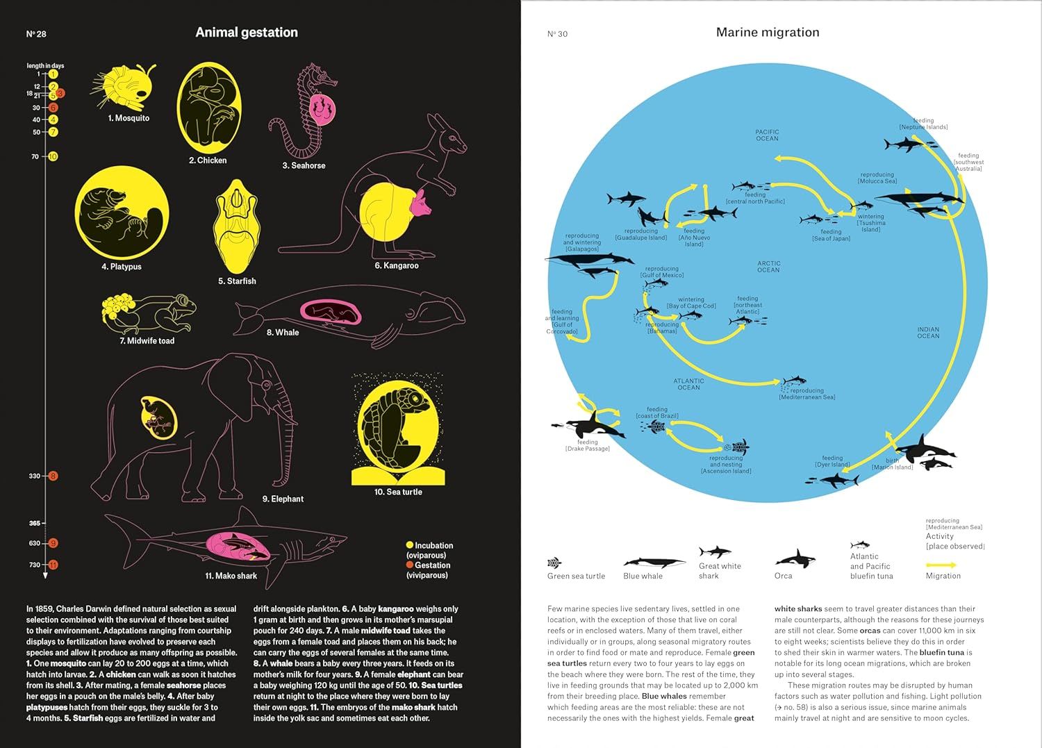  Phenomena: An Infographic Guide to Almost Everything 