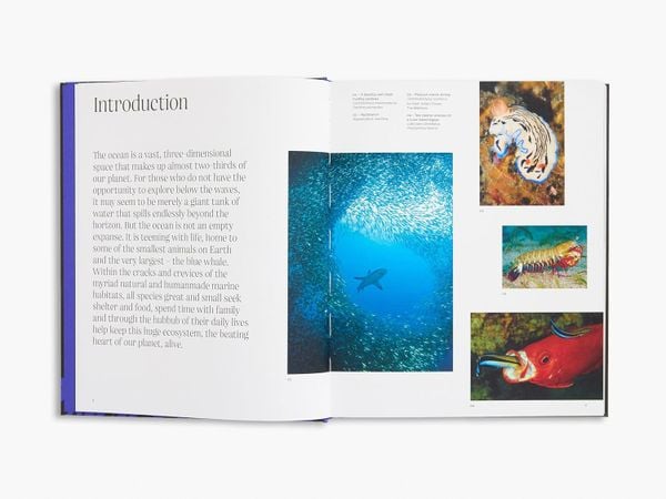 Ocean: From the Shore to the Abys