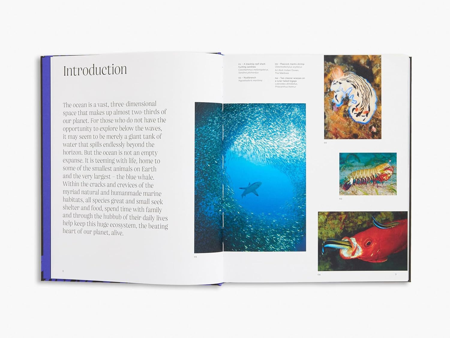  Ocean: From the Shore to the Abys 