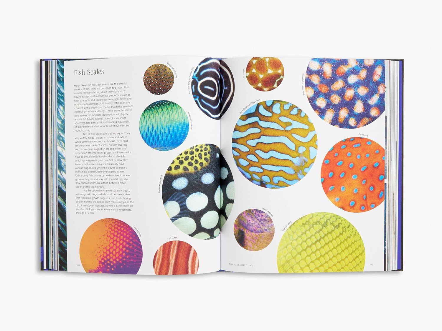  Ocean: From the Shore to the Abys 