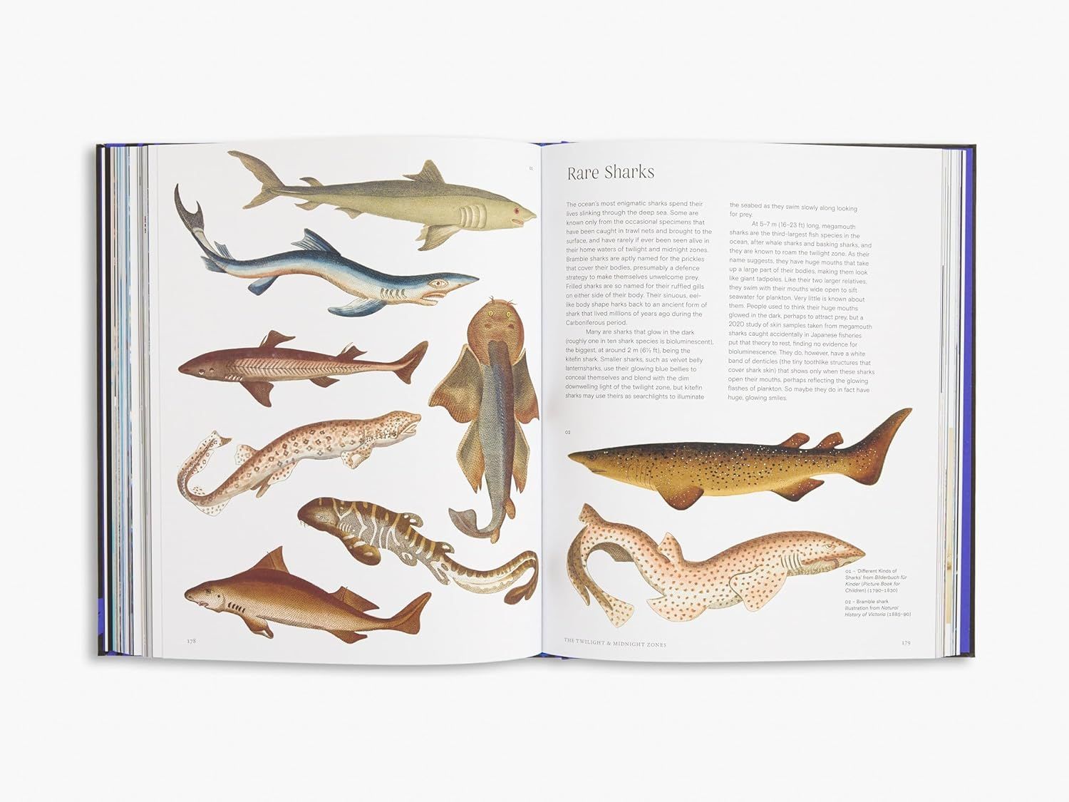  Ocean: From the Shore to the Abys 