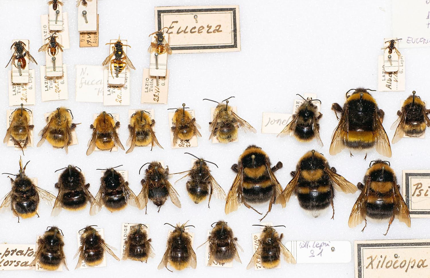  Flowers: From the Renaissance to Artificial Intelligence 