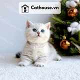  Mèo Munchkin chân ngắn Màu Silver Tabby - MUN010 