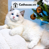  Mèo Ragdoll - MRD01197 