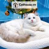  Mèo Ragdoll - MRD01197 