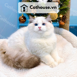  Mèo Ragdoll - MRD01197 