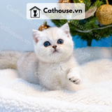  Mèo Munchkin Màu Silver - ALN01794 