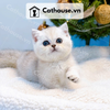  Mèo Munchkin Màu Silver - ALN01794 