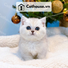  Mèo Munchkin Màu Silver - ALN01794 