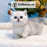  Mèo Munchkin Màu Silver - ALN01794 