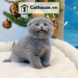 Mèo Anh Lông Ngắn Màu Xám Xanh - ALN01196 