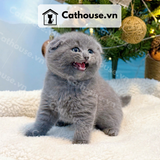  Mèo Anh Lông Ngắn Màu Xám Xanh - ALN01196 