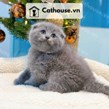  Mèo Anh Lông Ngắn Màu Xám Xanh - ALN01196 