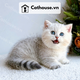  Mèo Munchkin chân ngắn Màu Silver Tabby - MUN010 