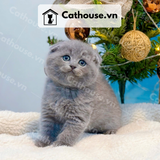  Mèo Anh Lông Ngắn Màu Xám Xanh - ALN01196 