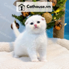  Mèo Anh Lông Ngắn Màu Silver Point - ALN05195 