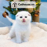  Mèo Anh Lông Ngắn Màu Silver Point - ALN05195 