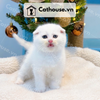  Mèo Anh Lông Ngắn Màu Silver Point - ALN05195 