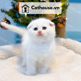  Mèo Anh Lông Ngắn Màu Silver Point - ALN05195 