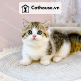  Mèo Munchkin Màu Bicolor - ALN17193 