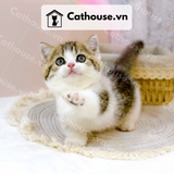  Mèo Munchkin Màu Bicolor - ALN17193 