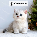  Mèo Munchkin chân ngắn Màu Silver Tabby - MUN010 