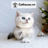  Mèo Munchkin chân ngắn Màu Silver Tabby - MUN010 