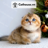  Mèo Munchkin chân ngắn Màu Black Golden - MUN006 