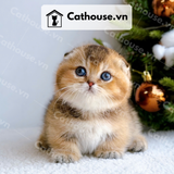  Mèo Munchkin chân ngắn Màu Black Golden - MUN006 