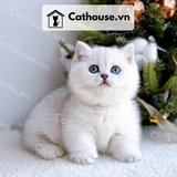  Mèo Munchkin chân ngắn Màu Silver Point - MUN011 