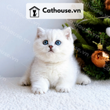  Mèo Munchkin chân ngắn Màu Silver Point - MUN011 