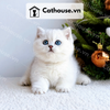  Mèo Munchkin chân ngắn Màu Silver Point - MUN011 
