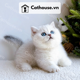  Mèo Munchkin chân ngắn Màu Silver Point - MUN011 