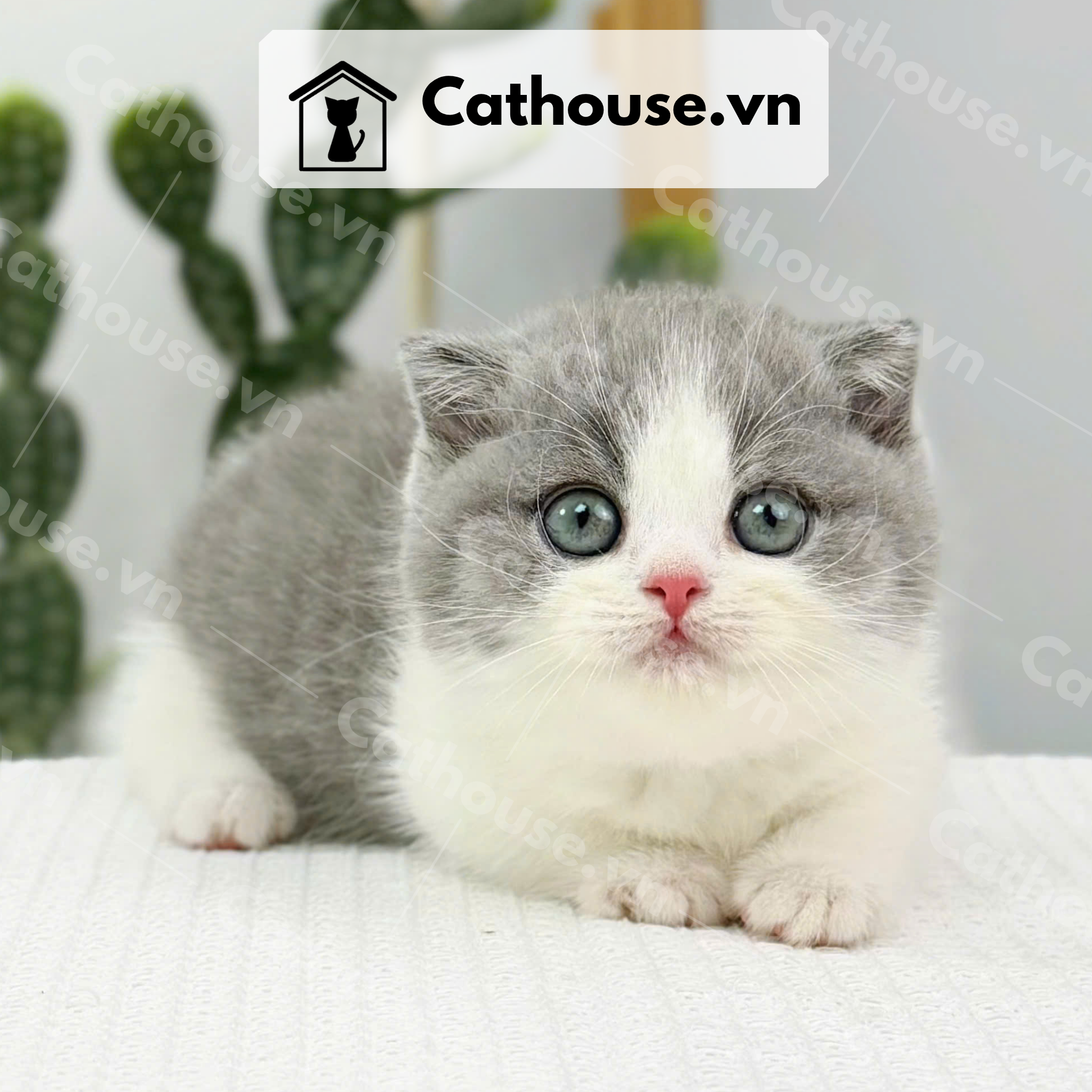  Mèo Munchkin Chân Ngắn Tai Cụp Màu Bicolor Xám Xanh - MUN015 