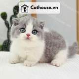  Mèo Munchkin Chân Ngắn Tai Cụp Màu Bicolor Xám Xanh - MUN015 