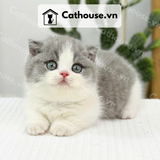  Mèo Munchkin Chân Ngắn Tai Cụp Màu Bicolor Xám Xanh - MUN015 