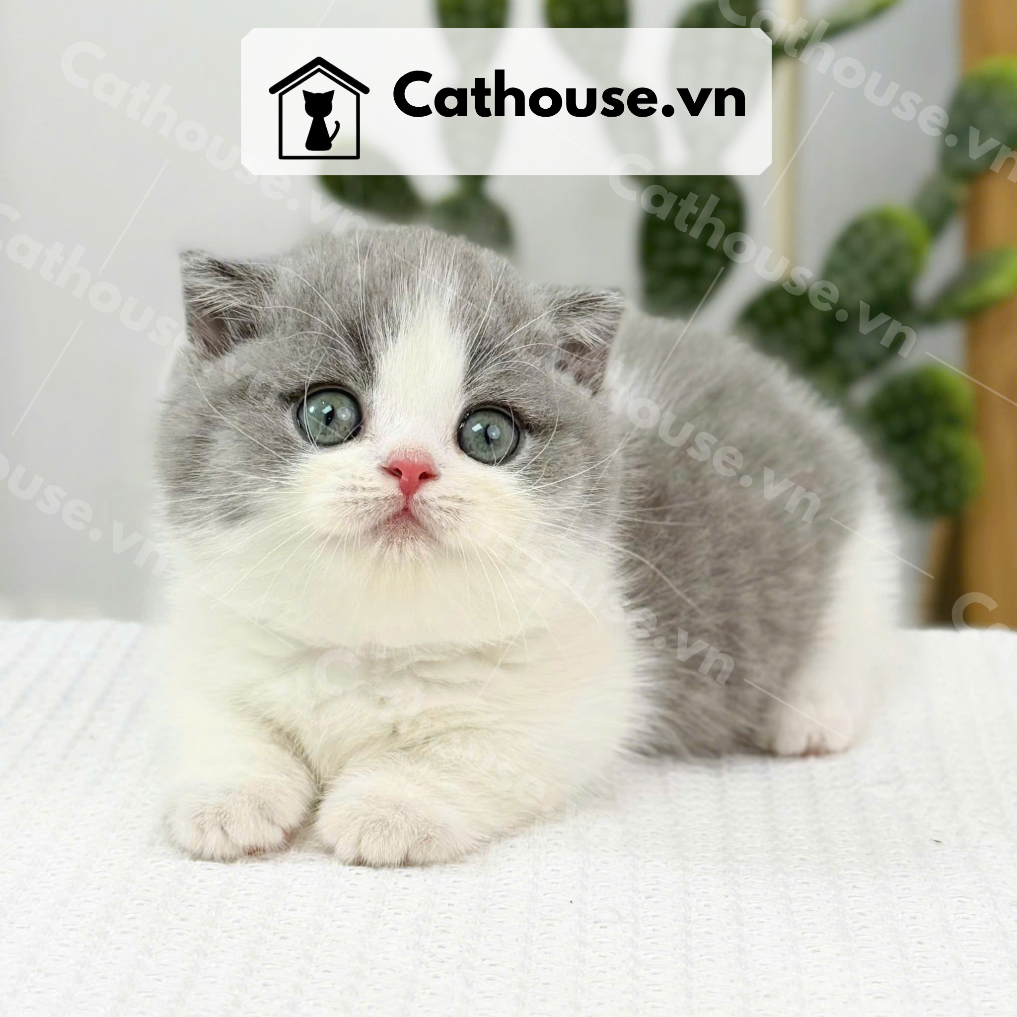  Mèo Munchkin Chân Ngắn Tai Cụp Màu Bicolor Xám Xanh - MUN015 