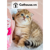  Mèo Anh Lông Ngắn Màu Golden Tabby - ALN14132 