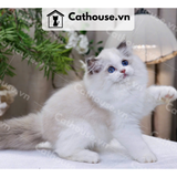  Mèo Ragdoll Lông Dài - MRD01200 